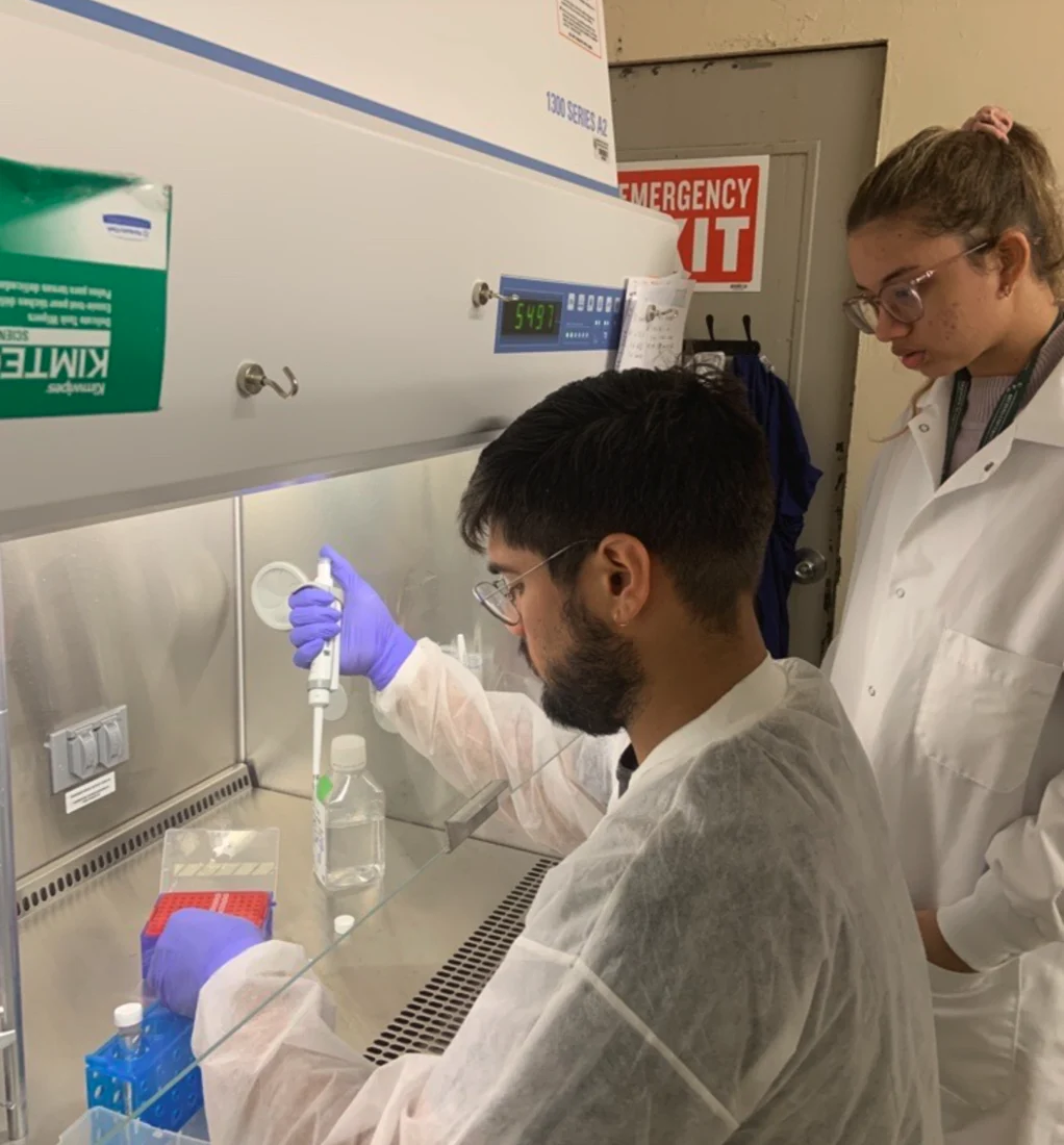 Researchers working at a biosafety cabinet